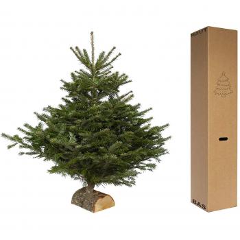 Sapin de Noël naturel Nordmann premier choix 100/125 cm