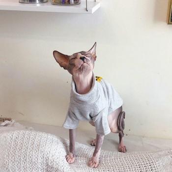 Devin Sphinx Pet Sweater