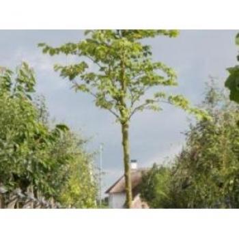 Prunus avium 'Plena', dubbelbloemige sierkers, hoogte 450 cm, stamomtrek 16 cm