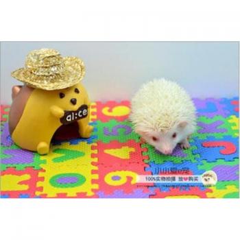 Hamster Activity Carpet