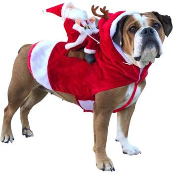 Déguisement citrouille chic pour chien