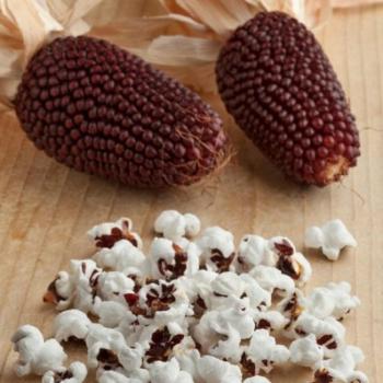 20 Heirloom Strawberry Mahogany Corn Seeds