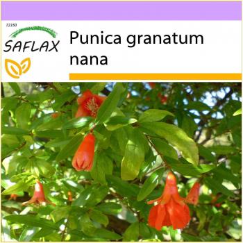Dwarf Pomegranate Seed Pack - 50 Seeds - Punica granatum nana