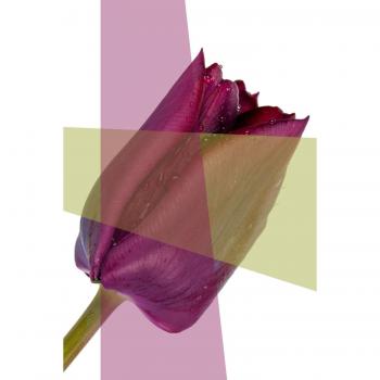 Acrylglasbild QUEENCE Blume Bilder Gr. B/H/T: 100cm x 150cm x 2,4cm, lila
