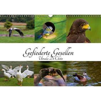 Gefiederte Gesellen