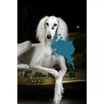 Queence Acrylglasbild Hund 100cm x 150cm