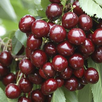 Sweet Cherry 'Stella' (Prunus avium) bare-root tree 1.35-1.45m tall