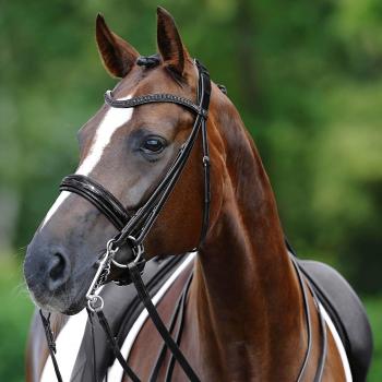 Passier Kandare Hubertus Schmidt Black Edition – Kandarenknopfzaum Pony Schwarz