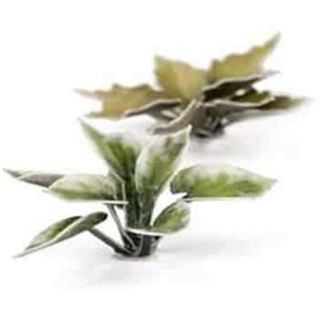 Laserhosta Plantain Lily 57x