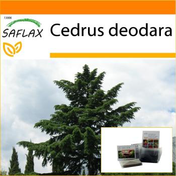 SAFLAX - Jardin Pratique - Cèdre de l'Himalaya - 35 Graines - Sac Auto-Montant