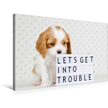 Leinwanddruck CALVENDO Premium 75 × 50 cm Querformat „Frecher Cavalier King Charles Spaniel“ (Lets get into Trouble) – Natalie Eckelt
