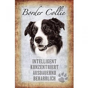 Schild Spruch Border Collie, intelligent ausdauernd Hund 20 x 30 cm Blechschild