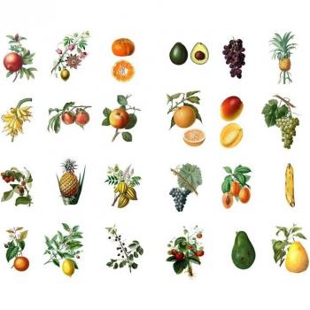Accesorios de oficina con pegatinas de árboles frutales frescos, 1 Uds