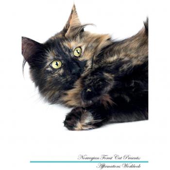 Norwegian Forest Cat Affirmations Workbook Norwegian Forest Cat Presents: Positive and Loving Affirmations Workbook. Includes: Mentoring Questions, Guidance, Supporting You.