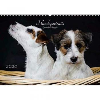 Hundeportraits Eyecatcher-Fotografie