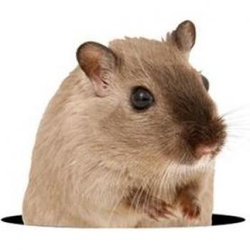 Cute Critters 3D Wall Decor