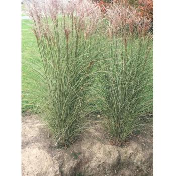 Miscanthus sinensis « Morning Light » – pot 3 L