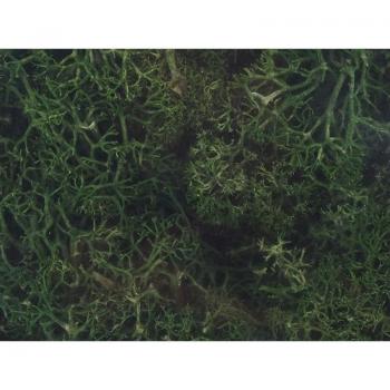 Mousse de Lichen Vert Profond, Islandais – 250 g (HEKI 3231)