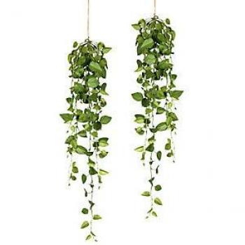 Rama Filodendro Suspended Pair
