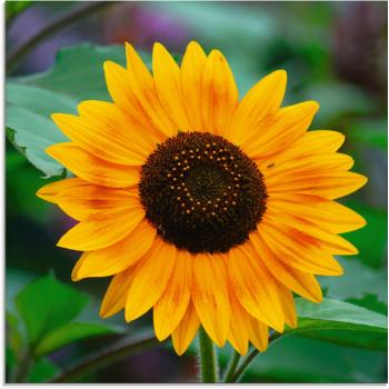 ARTLAND Glasbild Sonnenblume, Blumenmotiv, 50x50cm