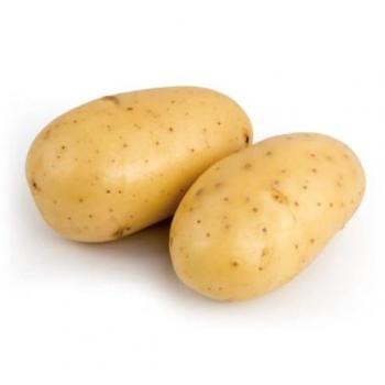 Plantes de Pomme de Terre Talentine 60