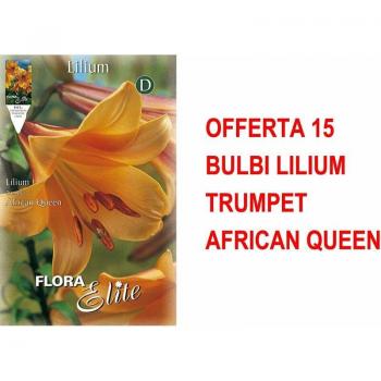 Bulbi Lilium Trumpet Africa Queen Autunnale – Set di 15