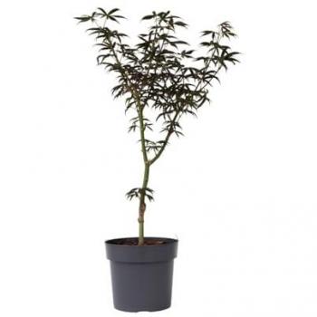Florastore Italia