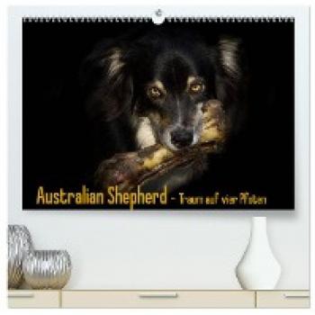 Premium Wandkalender 2024 Australian Shepherd - Traum auf vier Pfoten