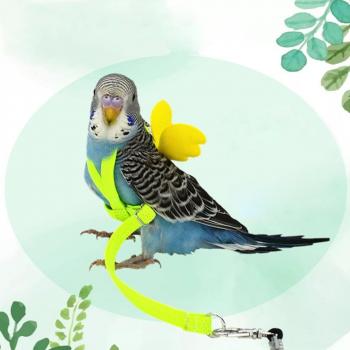 Bird Harness for Parrots and Small Birds