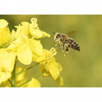 750 Graines de colza « Engrais vert »