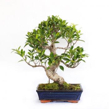 Bonsái Ficus Retusa “Elegancia Tropical” – Maceta Cerámica 25 cm