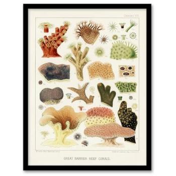 William S Kent Coral Reef A3 Framed Illustration