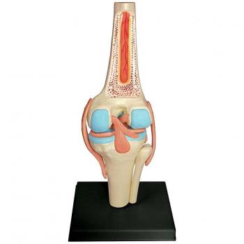 Modelo Anatómico de Cuerpo Humano