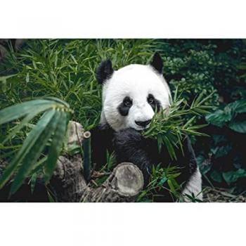 Art Murale Panda Muncher 65x97 cm
