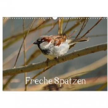Freche Spatzen (Wandkalender 2024 DIN A3 quer) CALVENDO Monatskalender