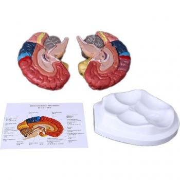 Modèle anatomique du cerveau humain – Taille de la vie en classe
