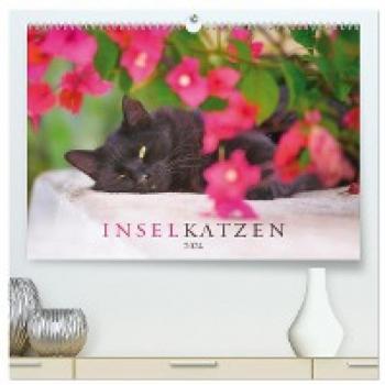 Inselkatzen (hochwertiger Premium Wandkalender 2024 DIN A2 quer) Kunstdruck in Hochglanz