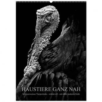HAUSTIERE GANZ NAH (Wandkalender 2025 DIN A2 hoch) CALVENDO Monatskalender