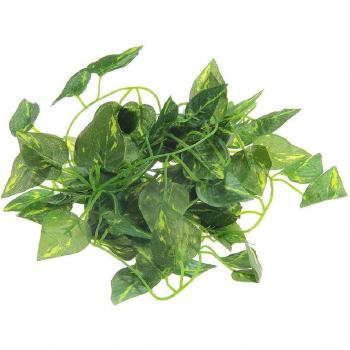 Scindapsus Aureus Reptile Vine 2m