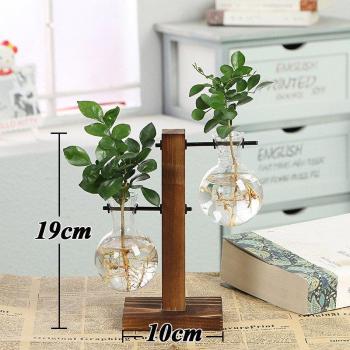Vase transparent pour plantes hydroponiques