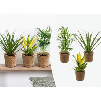 Mélange Tropical de Plantes d'Intérieur avec Panier en Seagrass – ⌀12 cm – 25-40 cm