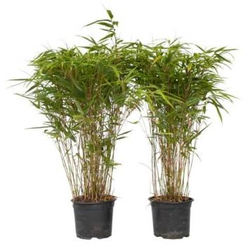 Bambú Fargesia nitida 'gansu' - juego de 6 - altura 50-70 cm - ⌀ 17 cm