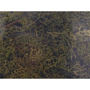Mousse lichen islandais gris 250 grammes - HEKI 3233