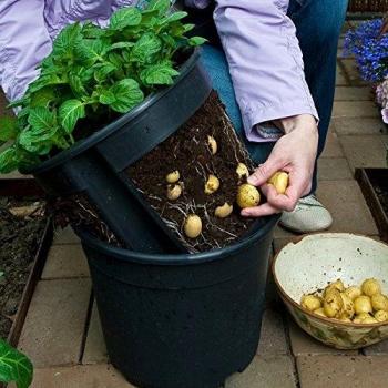 PotatoPot Kartoffel-Pflanzkübel – 1 Stück inklusive Einsetzrahmen (Februar 2025)