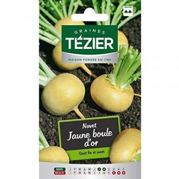 Boule d'Or Navet Jaune Tezier