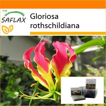 Safflux Garden in a Bag: Giglio Rampicante Africano, 15 Semi – Gloriosa Rothschildiana
