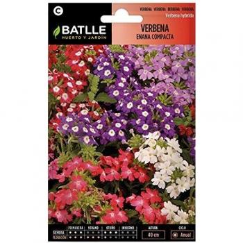 Semina di Verbena Nano Compacta – Batlle