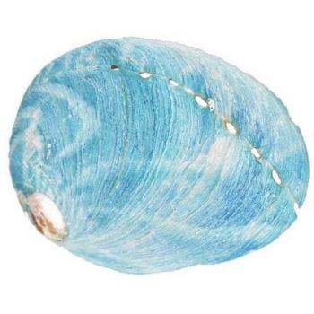 Cangrejos de Mar: Reemplazo con Concha Azul
