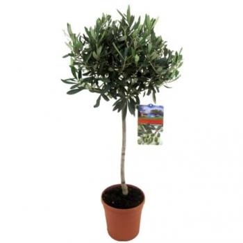 FloraStore Eleganza