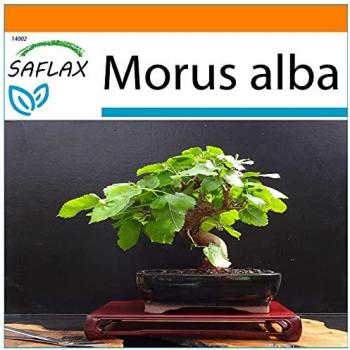 SAFLAX - Kit de Jardinage - Mûrier Blanc en Sac - 200 Graines - Morus Alba